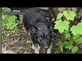 Abandoned Southbury dog one of a number of documented cases since April