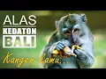 Download Lagu LUCUNYA MONYET DI WISATA PURA ALAS KEDATON BALI