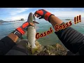 Download Lagu MENGGASAK TAMOK | LOBAN FRIENDZY MACAM MANCING KOLAM #ikanbelanak #loban