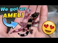 We got Baby Fat-tailed Geckos