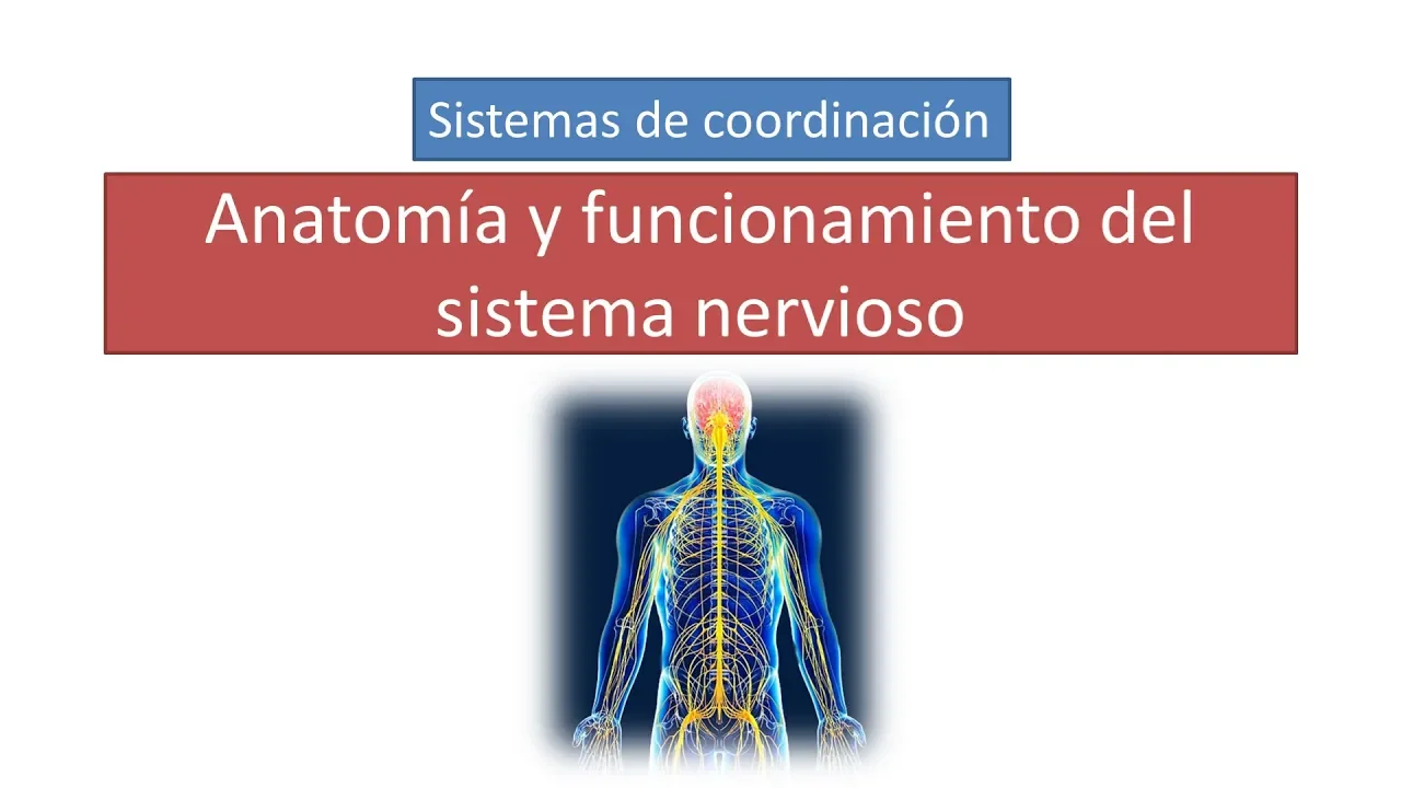 Anatomía y funcionamiento del sistema nervioso.