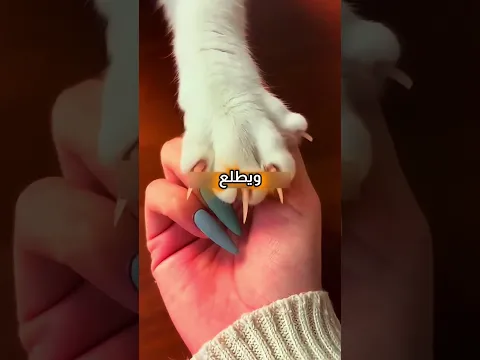 القطط لما تشوف أظافر البشر 😸🐾