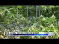Cox and Mercy out on Medical Cannabis What now