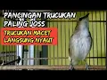 Download Lagu pancingan suara trucukan paling joss trucukan macet dijamin langsung nyaut