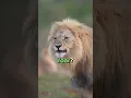 Download Lagu Why do Lions Roar? 😳