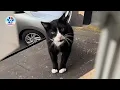 Download Lagu Ik heb een stille kat gered... Nu blijft hij maar tegen me praten!