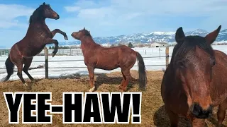 HORSE thinks he is a STALLION! ~ Shenanigans galore!