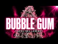 Bubble Gum The 90s Strain That Started The Candy Era