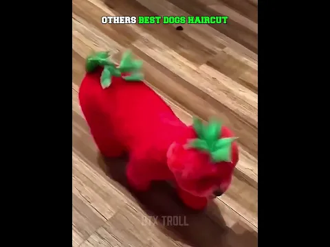 THE BEST DOG HAIRCUT π