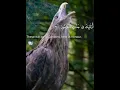 Download Lagu Surah Ma'arij ayat35-37     #quran#tilawat#recitation#trending#viral#status#birds#falcon#ytshorts