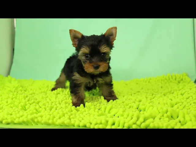 動画