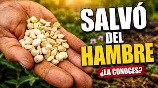Esta Leguminosa Salvó a Muchas Familias del Hambre… ¿La Conoces? || La Huertina De Toni