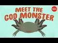 Axolotls The salamanders that snack on each other but don t die - Luis Zambrano