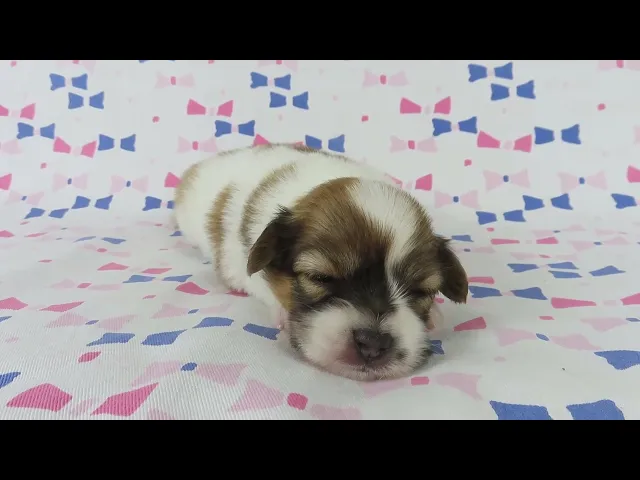 動画