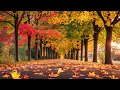 [Playlist] Piano music for letting go of autumn #autumnpiano #autumnmusic #relaxingmusic