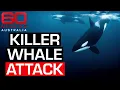 Download Lagu Distressing footage of SeaWorld trainer surviving killer whale attack in 2006 | 60 Minutes Australia