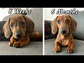 Mini dachshund puppy growing up 8 weeks vs 6 months