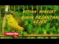 Download Lagu SOGON BETINA GACOR MEMANGGIL PEJANTAN COCOK UNTUK PANCINGAN EMOSI DAN MENAIKAN BIRAHI #PART 54