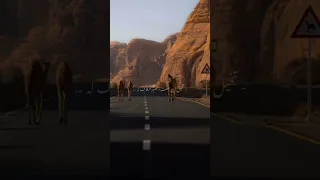 محمد بن فطيس بعض العرب حبه يوردك الجنون 