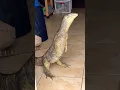 What is that Is this jurassic Park