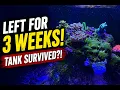 I Left My Reef Tank ALONE for 3 Weeks Here s What Happened Cyano Coral Loss Survival