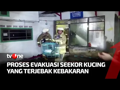 Dramatis! Evakuasi Kucing dalam Kandang Terjebak dalam Kebakaran