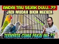 Lagu TERNYATA CUMA BEGINI SAJA ⁉️ BIKIN LOVEBIRD NGEKEK PANJANG || Tips LoveBird Ngekek