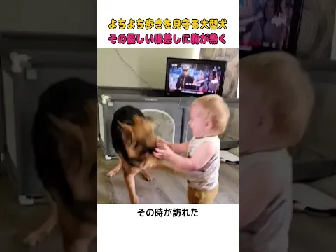 赤ちゃんに優しく寄り添うジャーマン・シェパード。仲良く遊ぶ二人の姿に心が温まる…🥰  #犬と赤ちゃん #ほっこり #癒やし