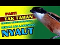 Download Lagu PASTI TAK TAHAN CENDET MENDENGARNYA❗ PANCINGAN CENDET AGAR RAJIN BUNYI❗❗