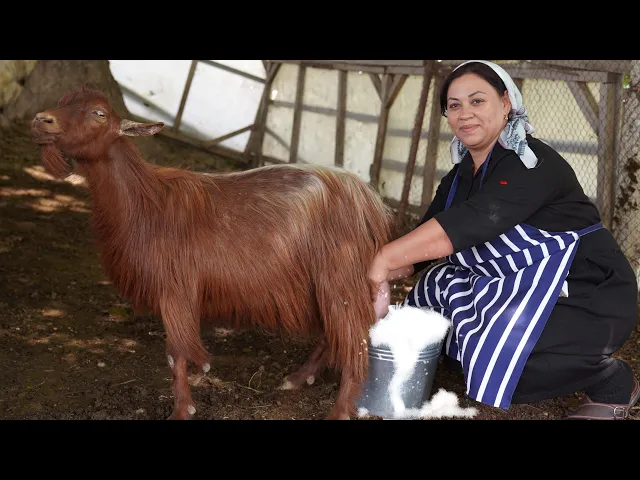 Download MP3 Azerbaijani Lady Prepares Suluguni Cheese from Goat and Sheep Milk