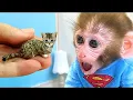 Download Lagu Monkey Baby Bon Bon goes shark fishing and eats watermelon and ducklings in the garden