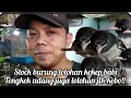 Download Lagu stock burung lolohan kekep babi tengkek udang juga lolohan jlk kebo!!
