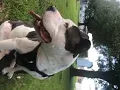 Dog80602360767 A4BCB3F5 1662 4115 800F 3595305BA2B9