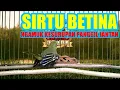 Download Lagu Cipoh Sirtu Betina Gacor Dor Ngamuk Kesurupan Panggil Jantan