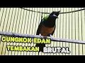 Download Lagu tembakan brutal cucak cungkok ,  kasar istimewa