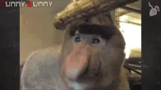 If you laugh I win GIF