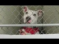 Humane Society of Scott County faces overcrowding adoption fees waived through July 3