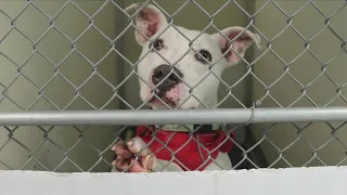 Humane Society of Scott County faces overcrowding adoption fees waived through July 3