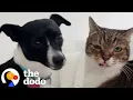 Lagu Only-Child Cat Falls In Love With Needy New Dog Sister | The Dodo