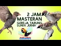 Download Lagu MASTERAN kicau Burung GEREJA TARUNG GACOR GURU VOCAL burung MURAI BATU burung  KACER burungCUCAK IJO