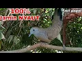Download Lagu Perkutut lokal gacor Pancingan  LOKAL ALAM 100% Jamin nyaut