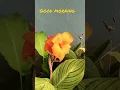 Download Lagu canna lily# shorts