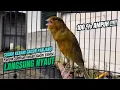 Download Lagu kicau kenari gacor ngerol panjang PANCINGAN KENARI AGAR BUNYI,,, JADIKAN BURUNG KENARI GACOR MEWAH