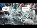 Download Lagu Hasil Jaring Ikan Di Tepi Pantai Petta Kecamatan Tabukan Utara Sangihe