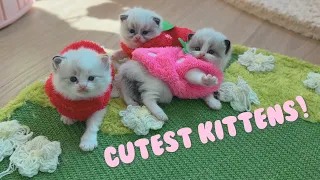 I Turned My Kittens Into Strawberries