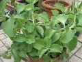 Lagu Herbs In Pots #1 - Mint, Vietnamese Can Day La, Mexican Mint, Cuban Oregano | Garden Q MVI 8308