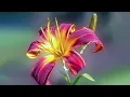 Download Lagu Красивая музыка и цветы! Это лучшая музыка для души!!! Послушайте…Sergey Grischuk