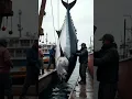 Download Lagu Record-Breaking Giant Tuna Caught by Fishermen! 🐟🎣  #fishing #animals  #viralvideo