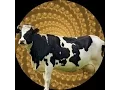 Cow Transformation Hypnosis