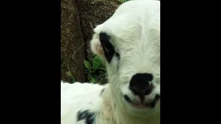 صعدة اليمن اكسبلور ترند Travel 